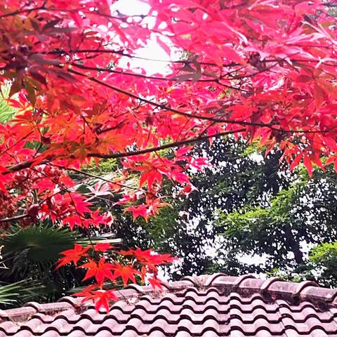 小区里的春夏秋冬