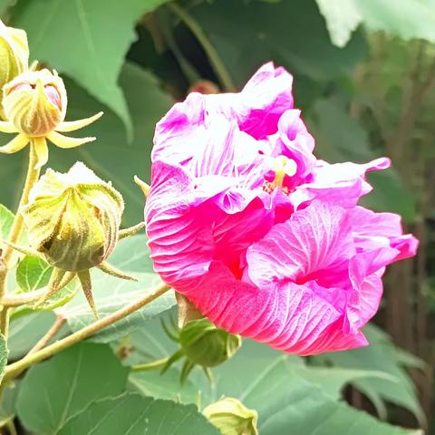 天府芙蓉园 季秋多绚烂