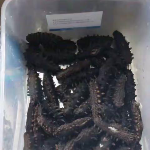 长鑫岛辽参小秦的美篇