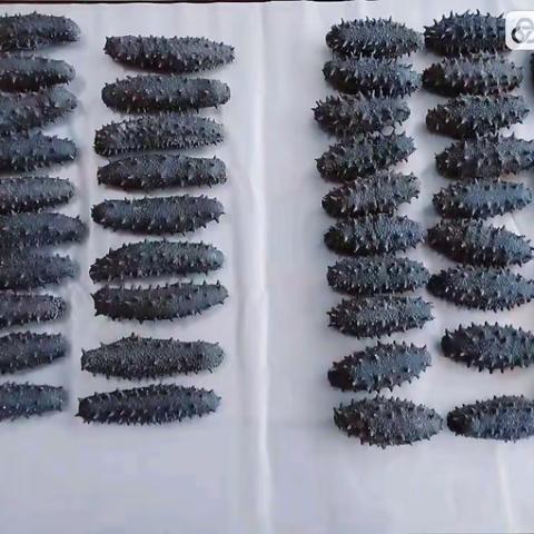 长鑫岛辽参小秦的美篇（副本）