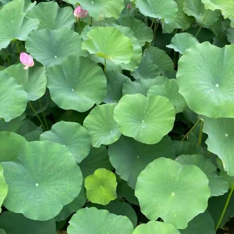 “艺”展风采  “美”不胜收-------胶州市三里河实验学校七年级七班暑假美术作业展