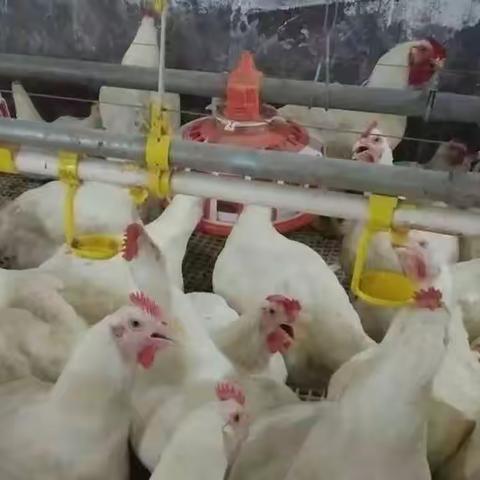 如何正确使用维生素C。