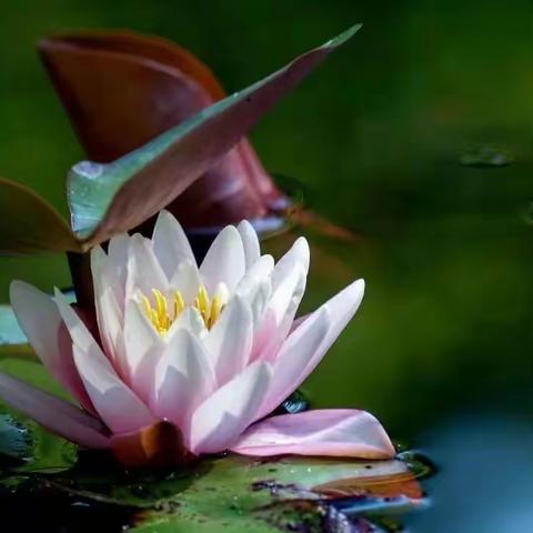 营卫不和导致的多汗症如何治疗？