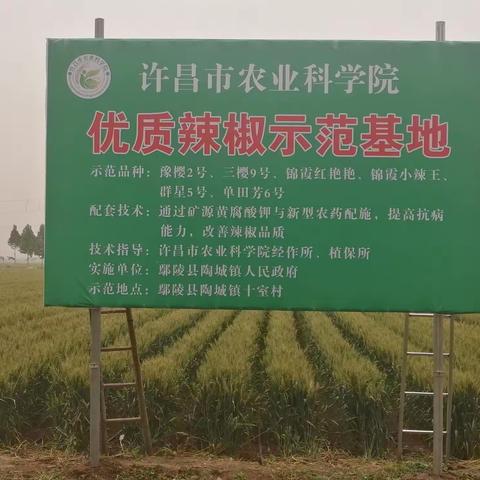 推广优良品种    助力乡村振兴