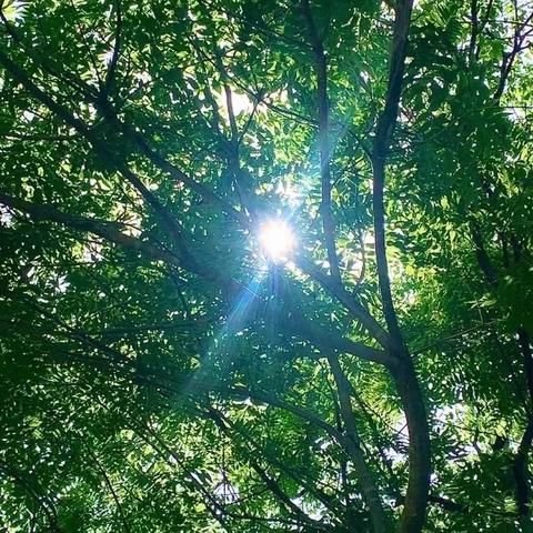 点亮实践之光，探寻生物奥秘 －－东坪镇中学生物本土化社会实践活动