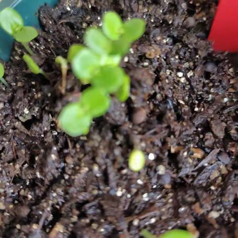 含羞草种植日志