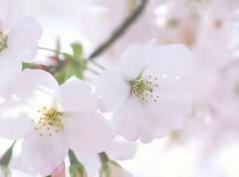 “语”你同行，共“研”成长——记首师滨中语文组教研活动