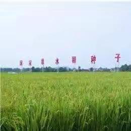 天降“喜雨” 久旱逢甘霖