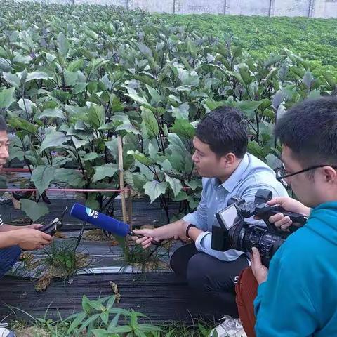 三亚广播电视台走进哈尔滨市农业科学院，带你了解不一样的蔬菜新品种