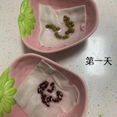 绿豆发芽记