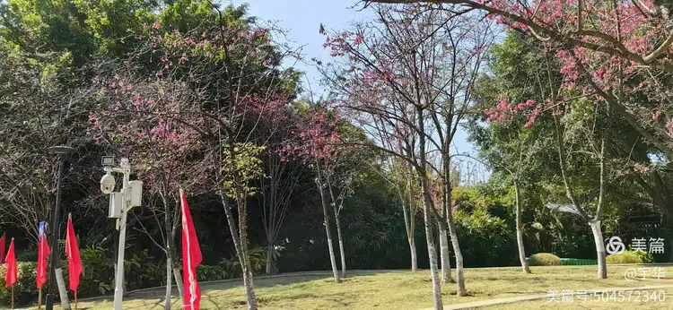 樱花树苗多少钱一棵图片