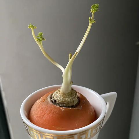 宸卿105班徐锦程胡萝卜水培日记