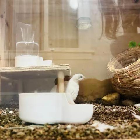 教室里，来了两只鸡