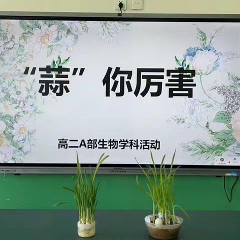 魏县第九中学高二生物学科活动—快乐种植，“蒜”你厉害