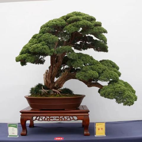 盆景欣赏
