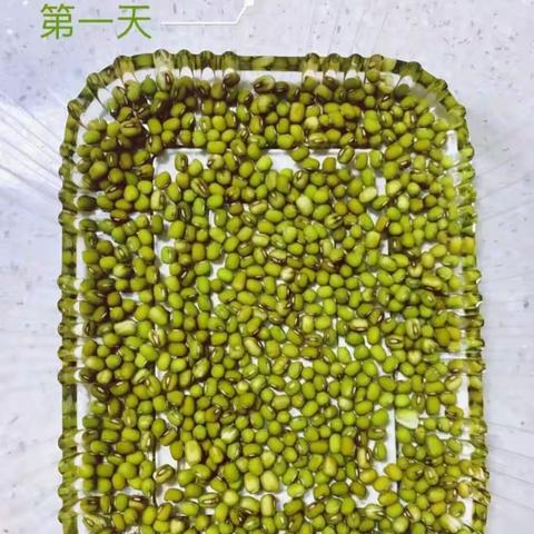 种植小小绿豆芽