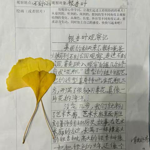 银杏树叶观察记