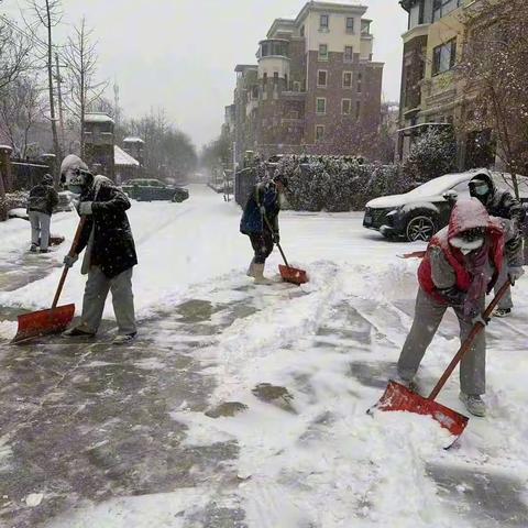 致敬物业人“青松”精神——大雪压青松，青松挺且直
