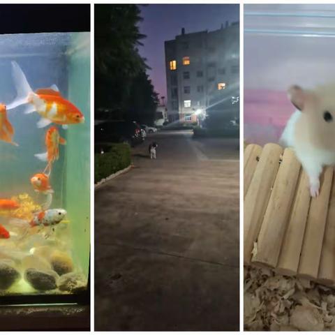 业余爱好