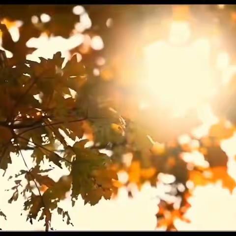 “枫”光旖旎蕴文化 学科交流展风华！