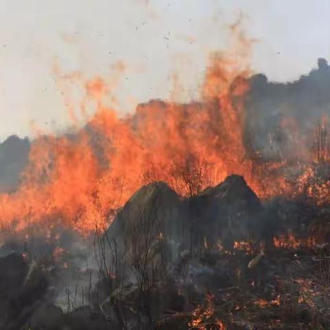 听闻山火中养牛户损失惨重有怀