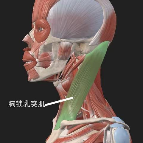 小儿斜颈那些事