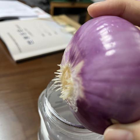 水培植物—洋葱观察日记