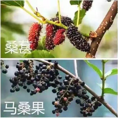 习水县第一幼儿园【安全教育篇】珍爱生命———禁食野生菌、野果，预防食物中毒