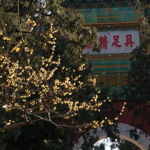 卧佛寺赏蜡梅