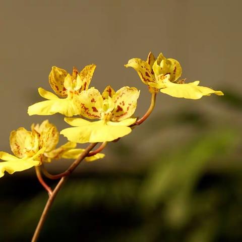 植物园兰花展之其他品种