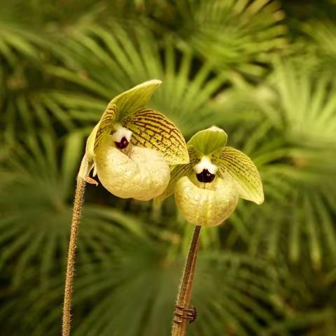 植物园兰花展之兜兰