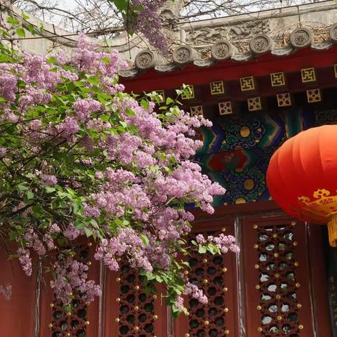 丁香花开法源寺