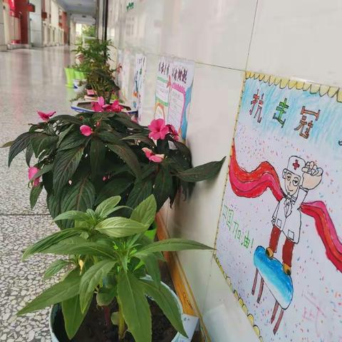 我和指甲草有个约定