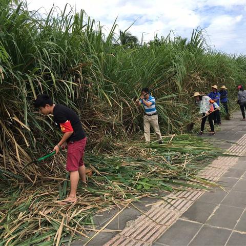 兴隆综合执法服务管理局政务中心（打违办）配合物业办创卫工作日志