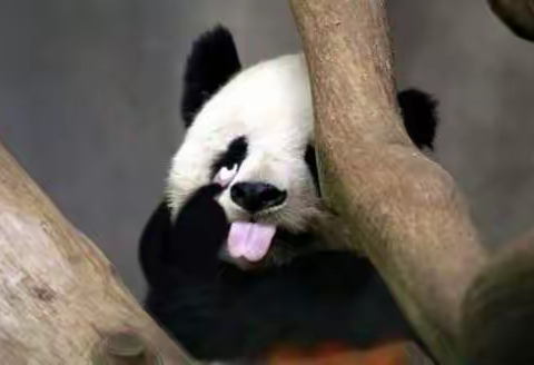 老大轶事