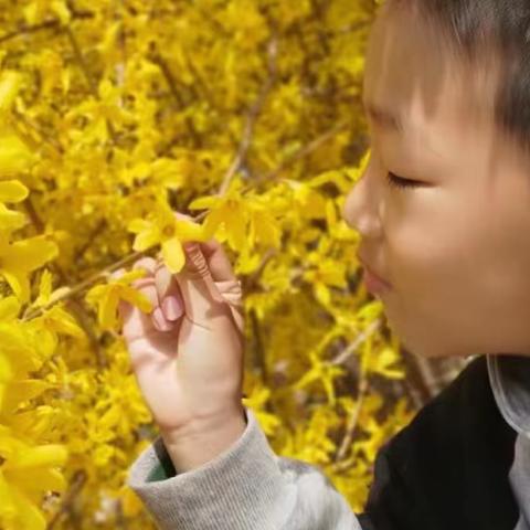 “寻春天足迹，沐春日阳光” ﻿—丘头小学一年级1班小花朵们🌺一起寻找春天