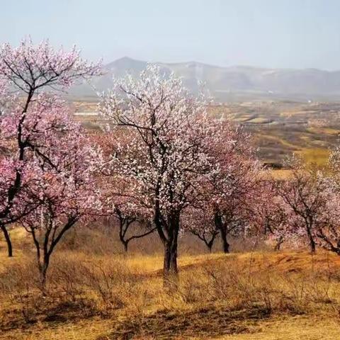 杜家台赏杏花