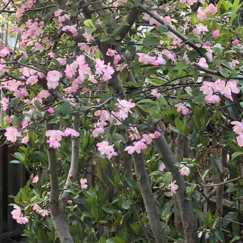 春到小院