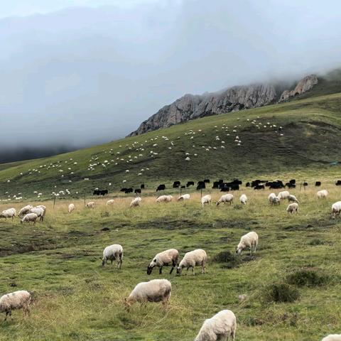 九色甘南，九曲黄河（三）草地牛羊山寺后