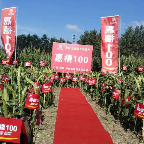 龙头大品种～～嘉禧100阜阳大型观摩会