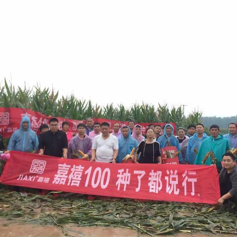龙头大品种—嘉禧100曹县田间观摩会圆满成功！！！