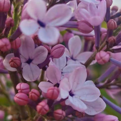 那些花儿