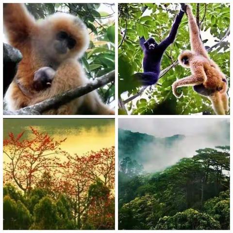 霸王岭原生态山茶油