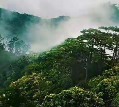 霸王岭原生态山茶油