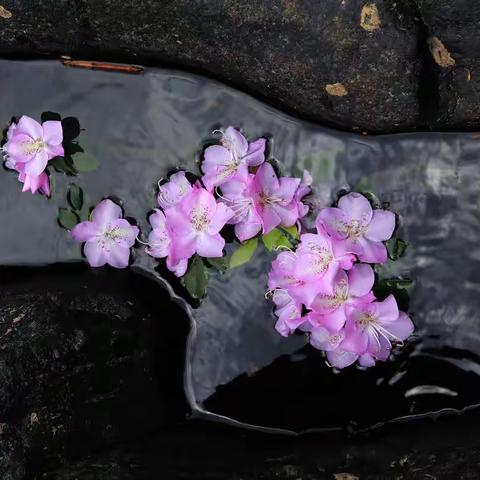 溯溪 赏花 露营