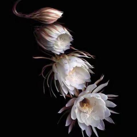 我家的昙花