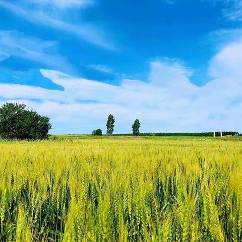 颜夕的诗之三行诗（下）