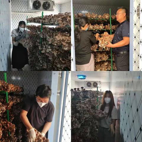 荷花路街道西李家村“香菇采摘季”开始啦！
