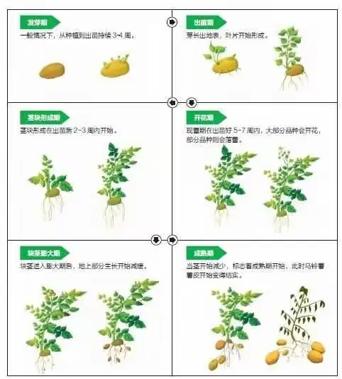 马铃薯生长过程——吉大附中力旺中学七年十班夏明旸