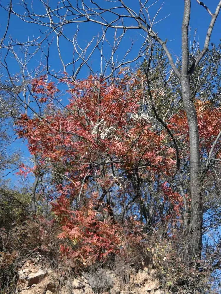 靳家岭玄坛庙美景